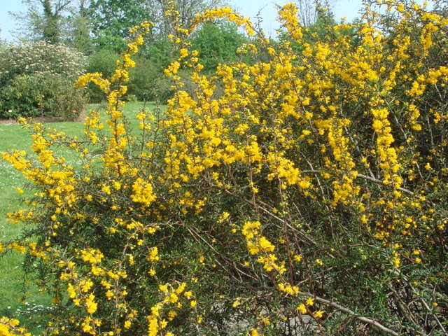 Berberis x stenophylla (3)